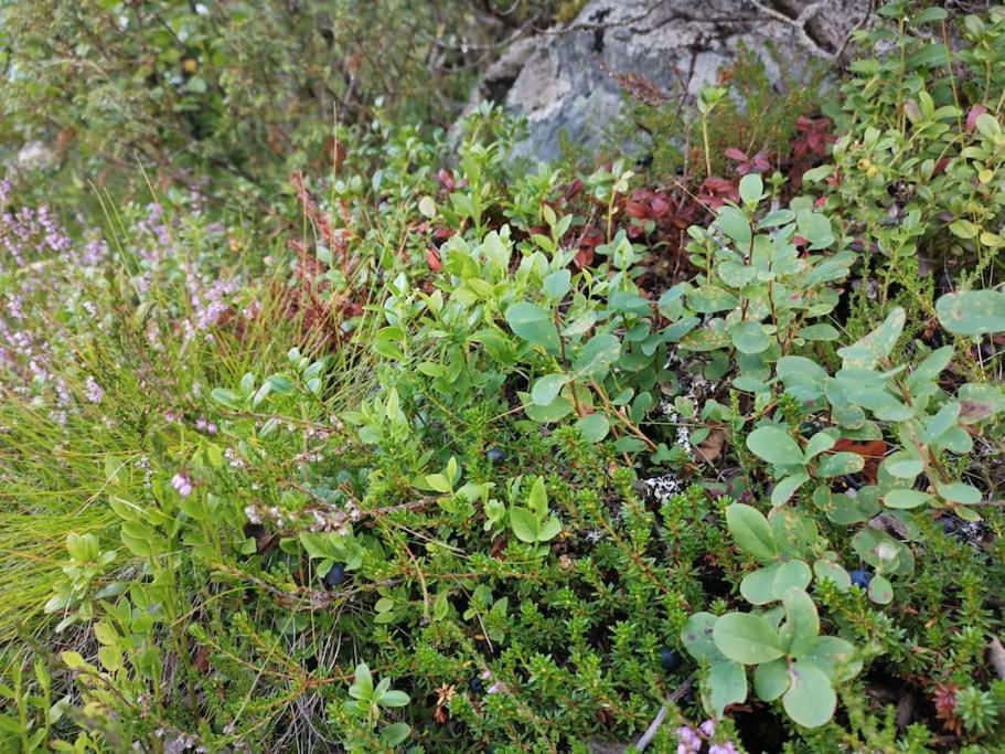 Na Er Vinteren Kommet Til Hallingdal Ål Buitenkant foto